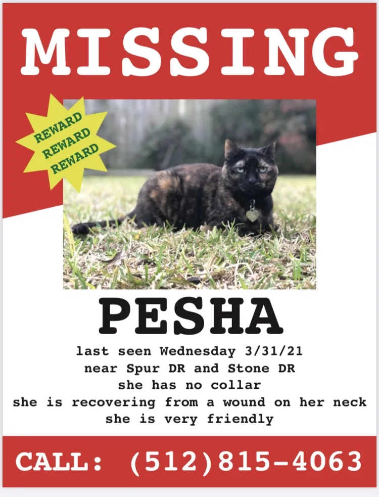 Lost cat in Victoria, TX, 77901