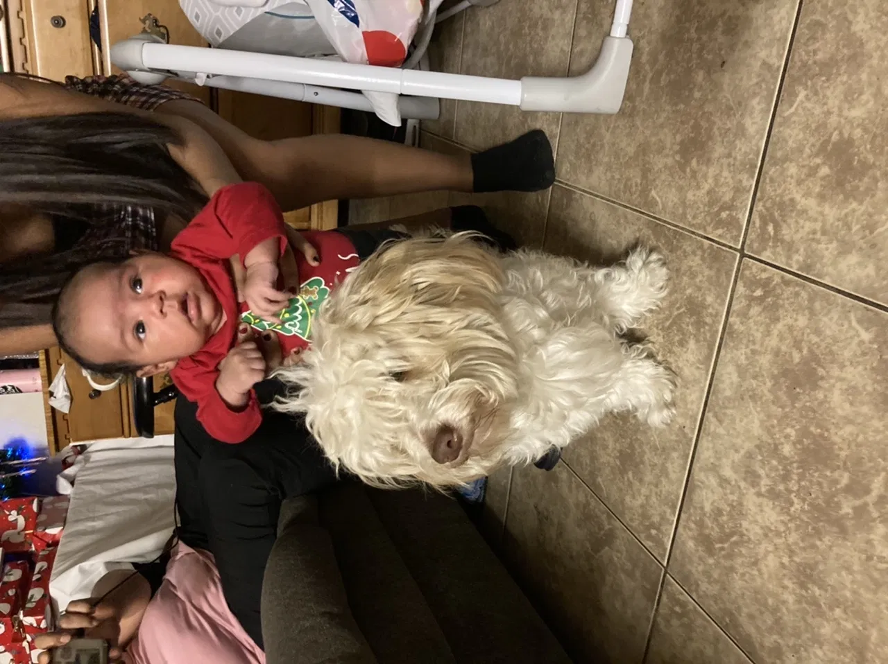 Lost dog in Highland, CA, 92346