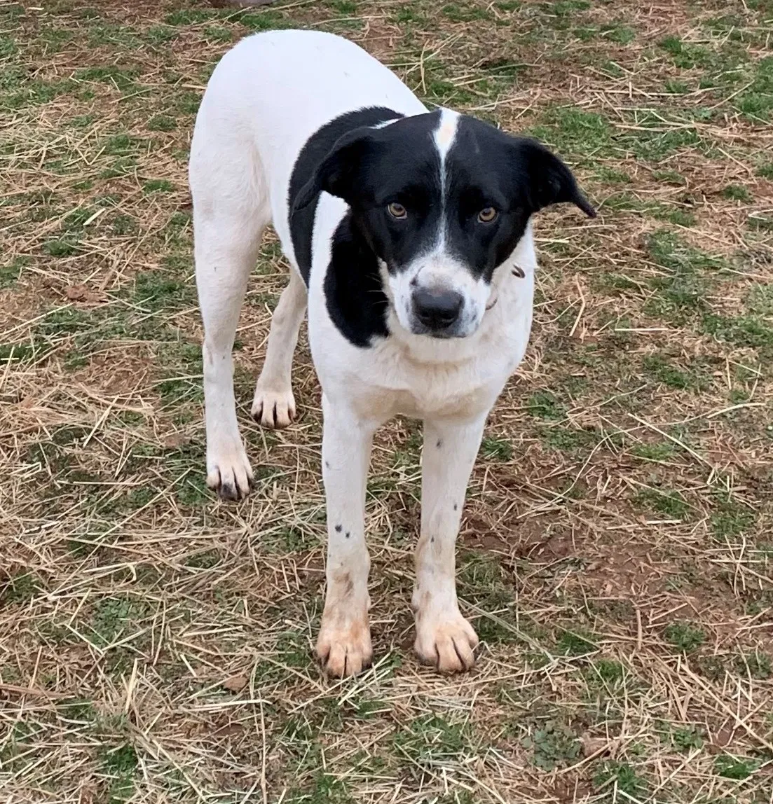 Lost dog in Rydal, GA, 30171