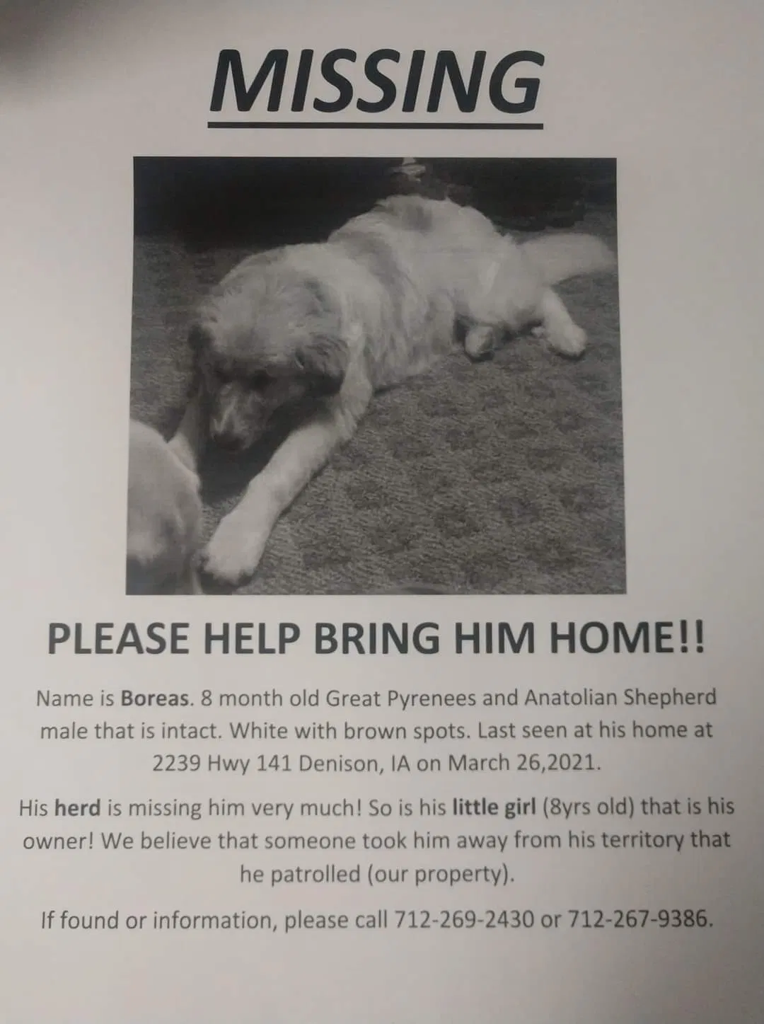 Lost dog in Denison, IA, 51442