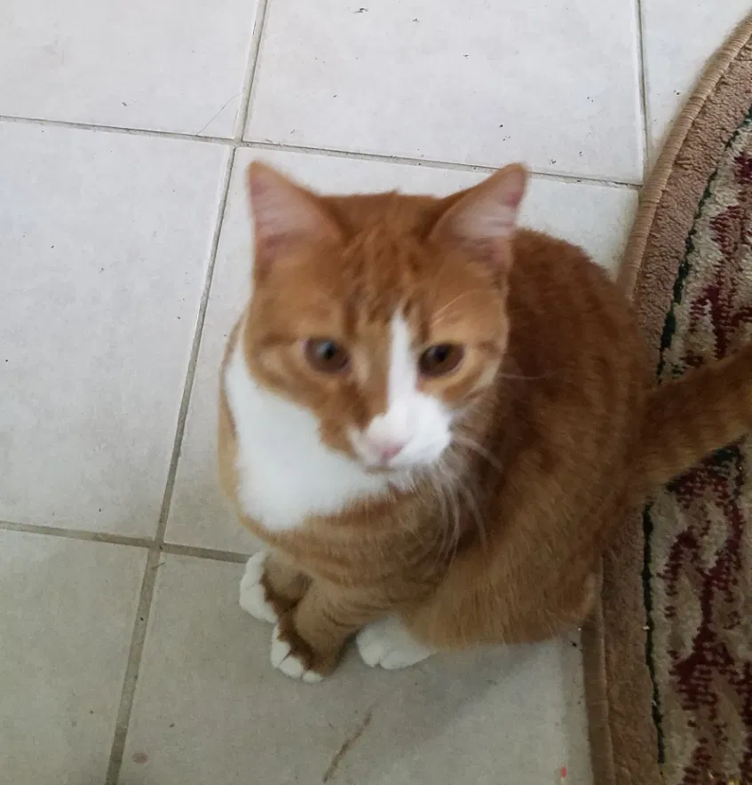 Lost cat in Zanesville, OH, 43701