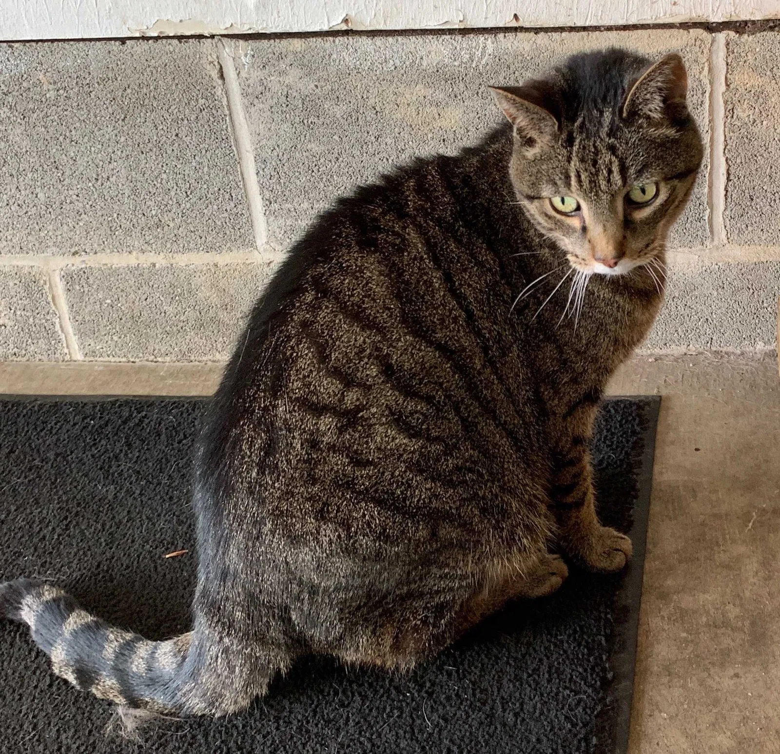Lost cat in Newbury, OH, 44065