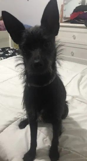 Lost dog in Riverside, CA, 92509