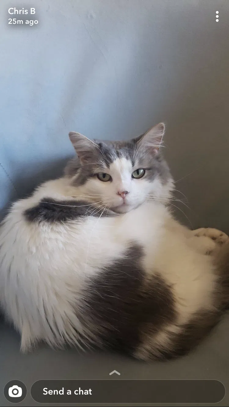 Lost cat in Brighton, MA, 2135
