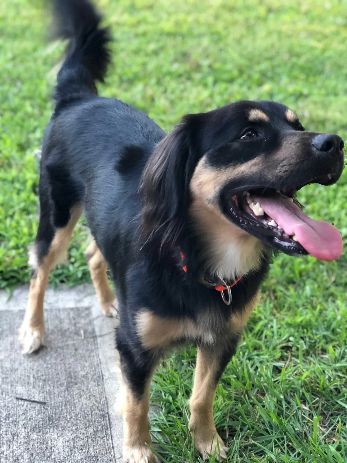 Lost dog in Londonderry, OH, 45647