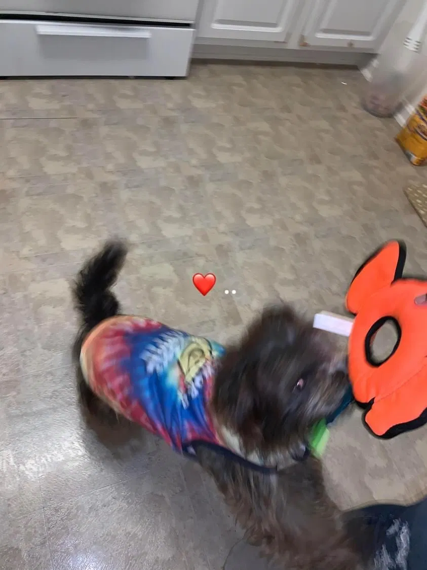 Lost dog in Richmond, VA, 23224