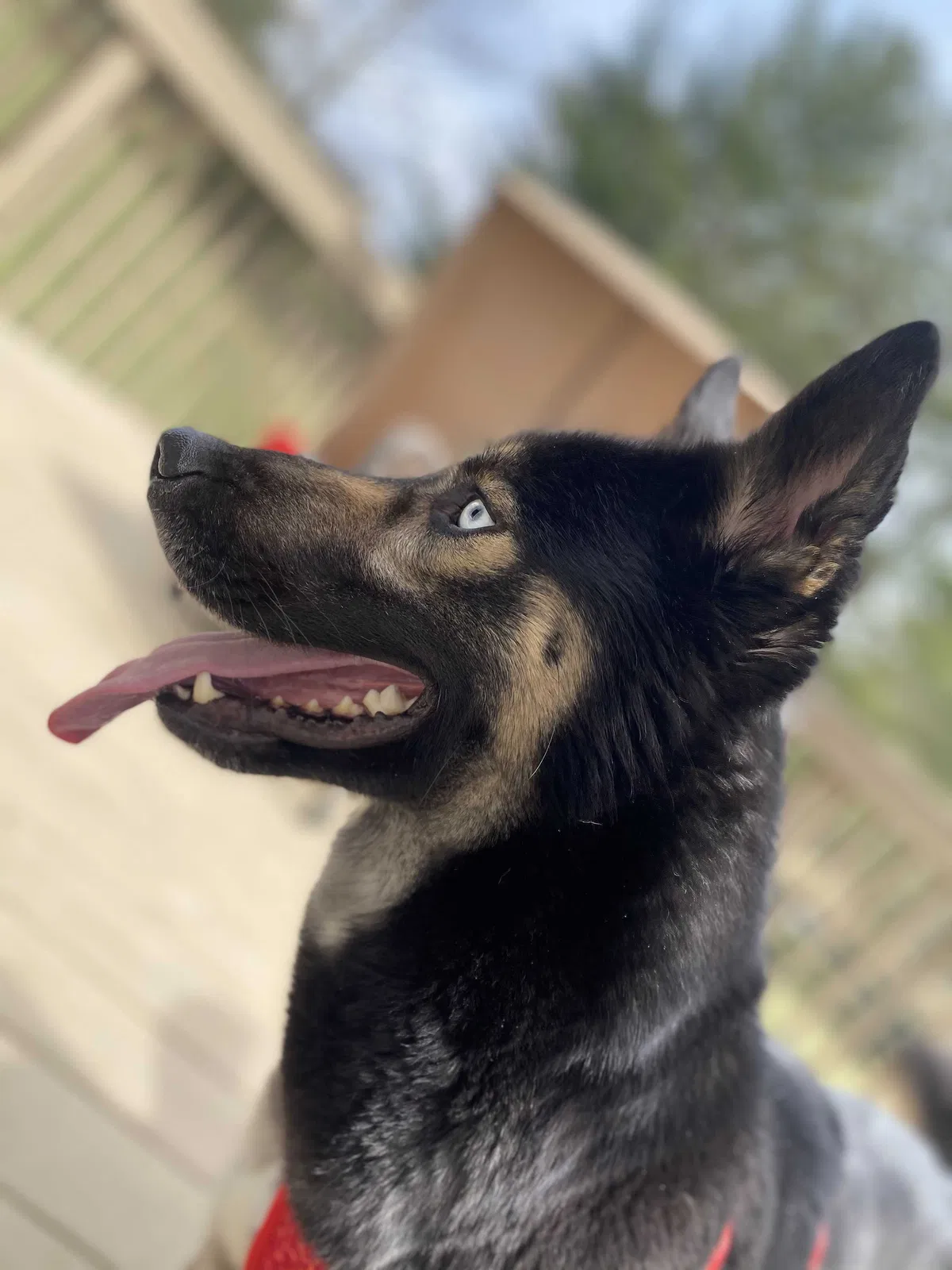 Lost dog in Owenton, KY, 40359