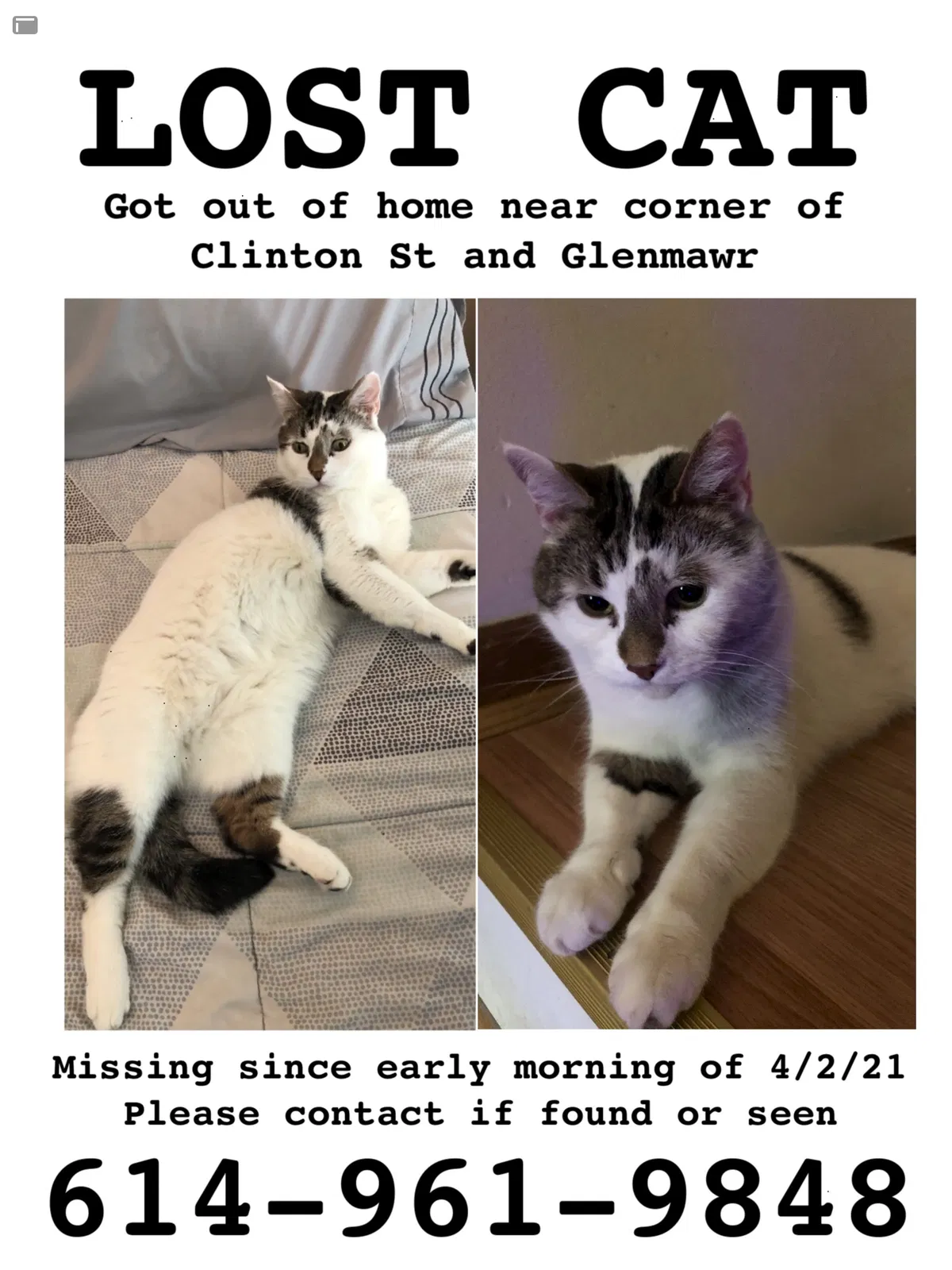 Lost cat in Columbus, OH, 43202