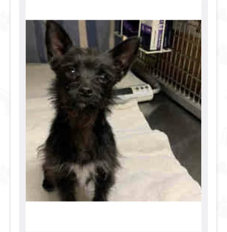 Lost dog in San Diego, CA, 92105