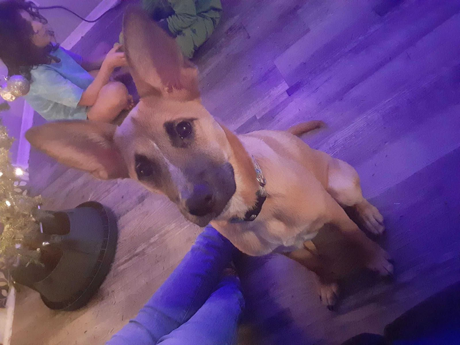 Lost dog in Seagoville, TX, 75159