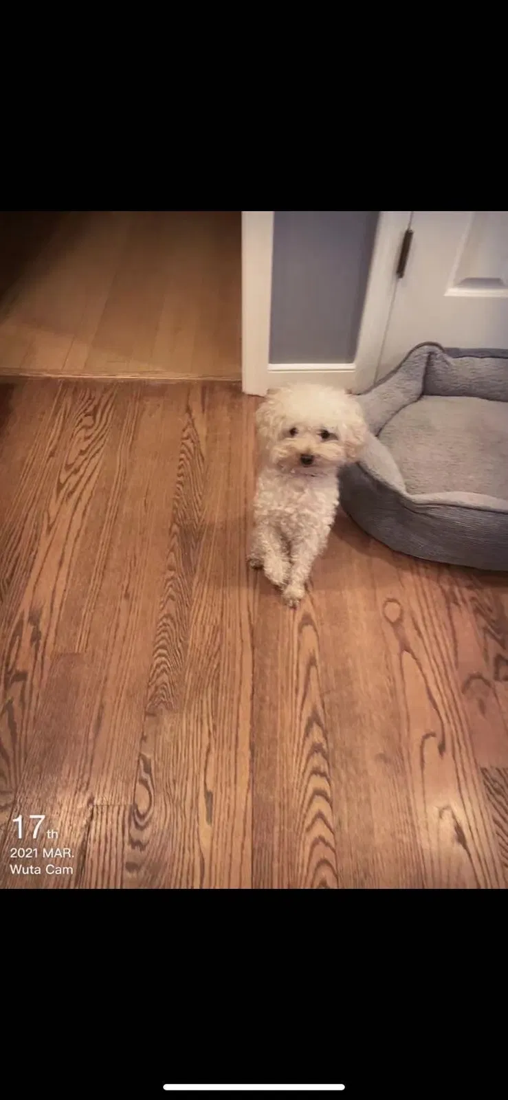 Lost dog in Manassas, VA, 20109