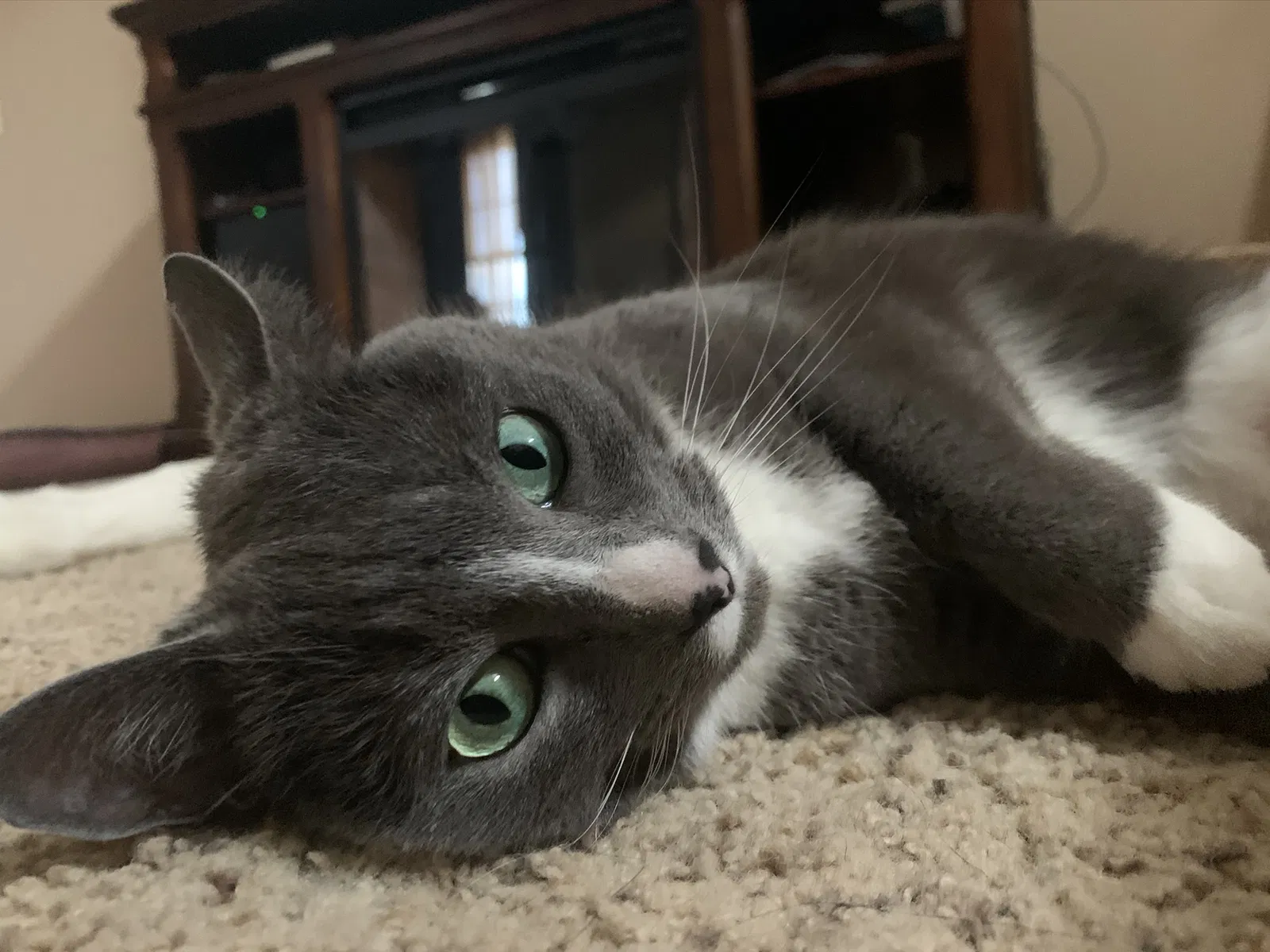 Lost cat in Soddy Daisy, TN, 37379