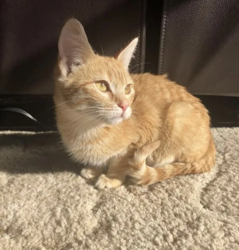 Lost cat in Lebanon, MO, 65536
