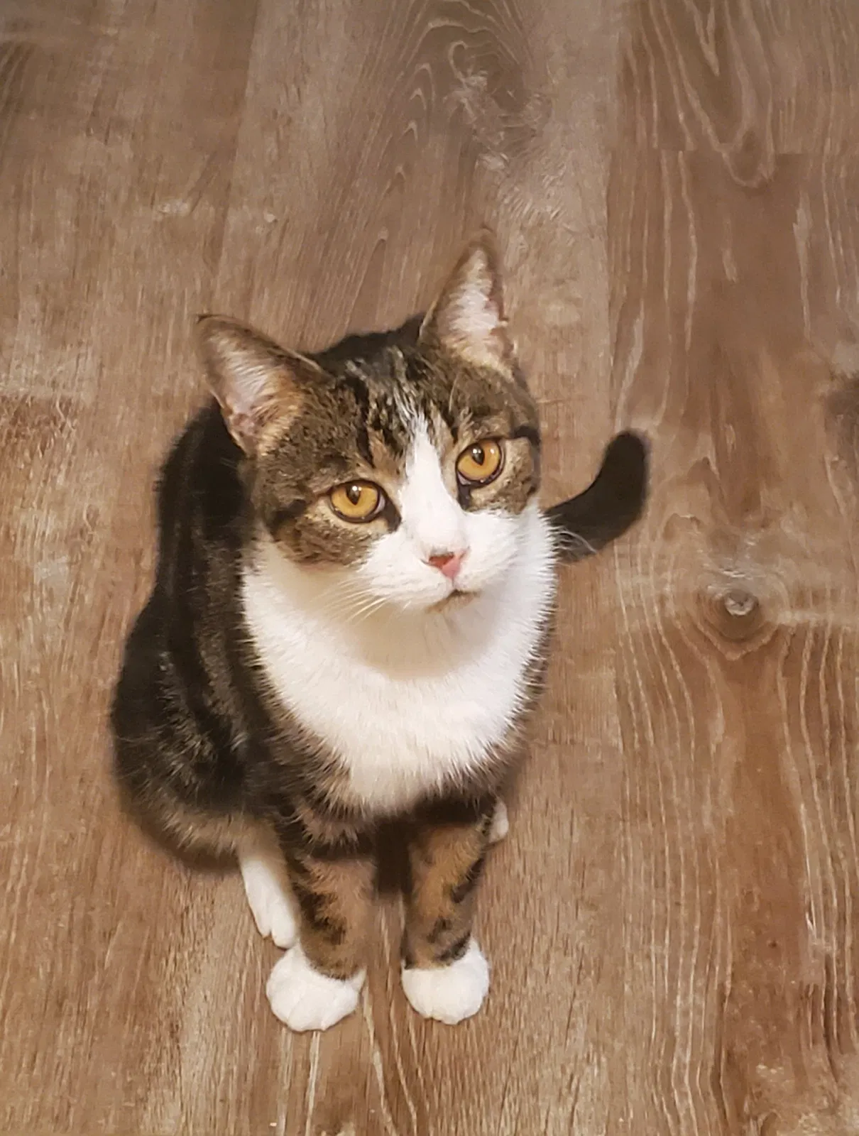 Lost cat in Clifton, NJ, 7013