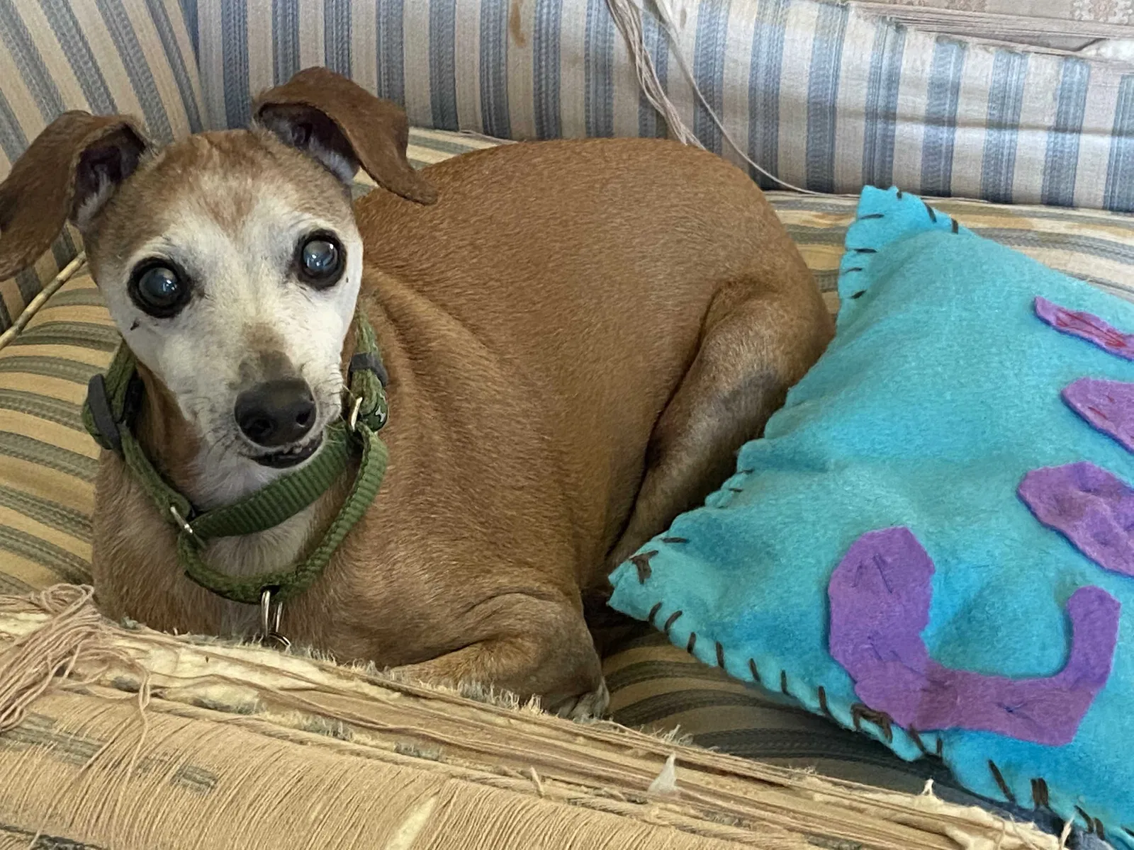 Lost dog in Oconomowoc, WI, 53066