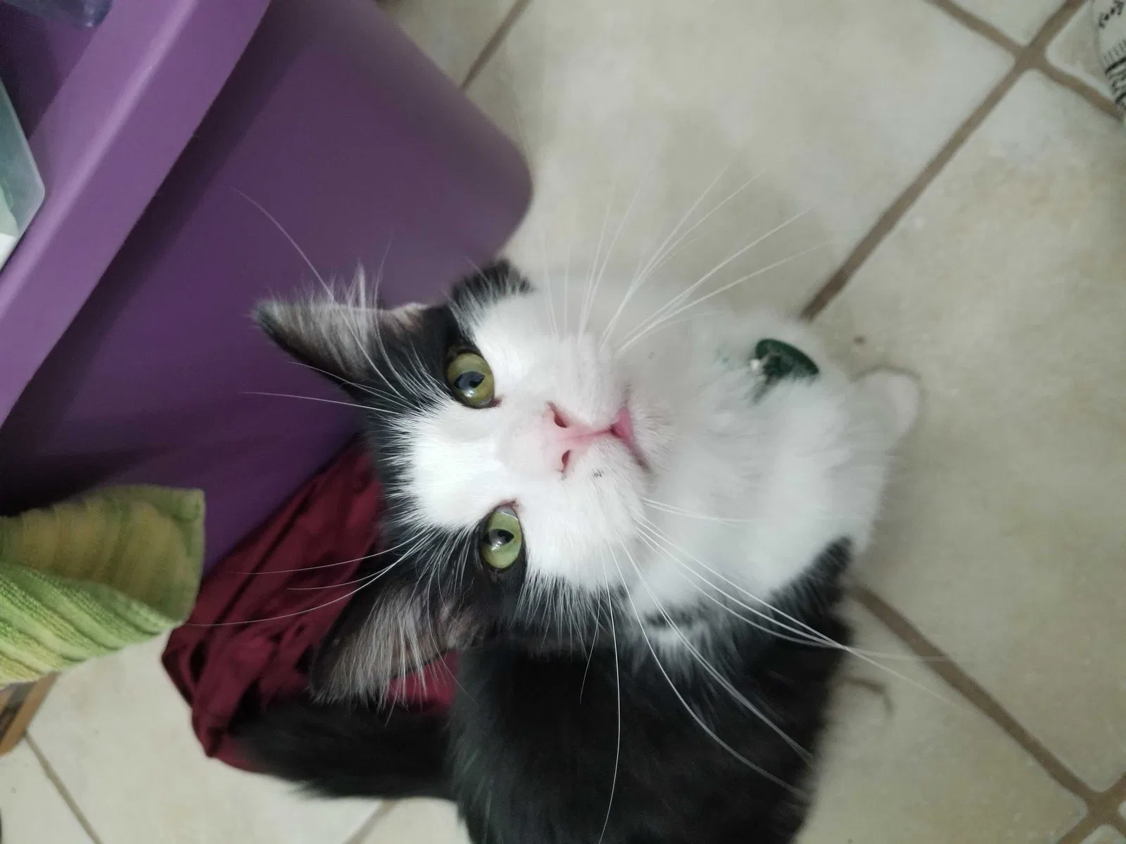 Lost cat in Houston, TX, 77066