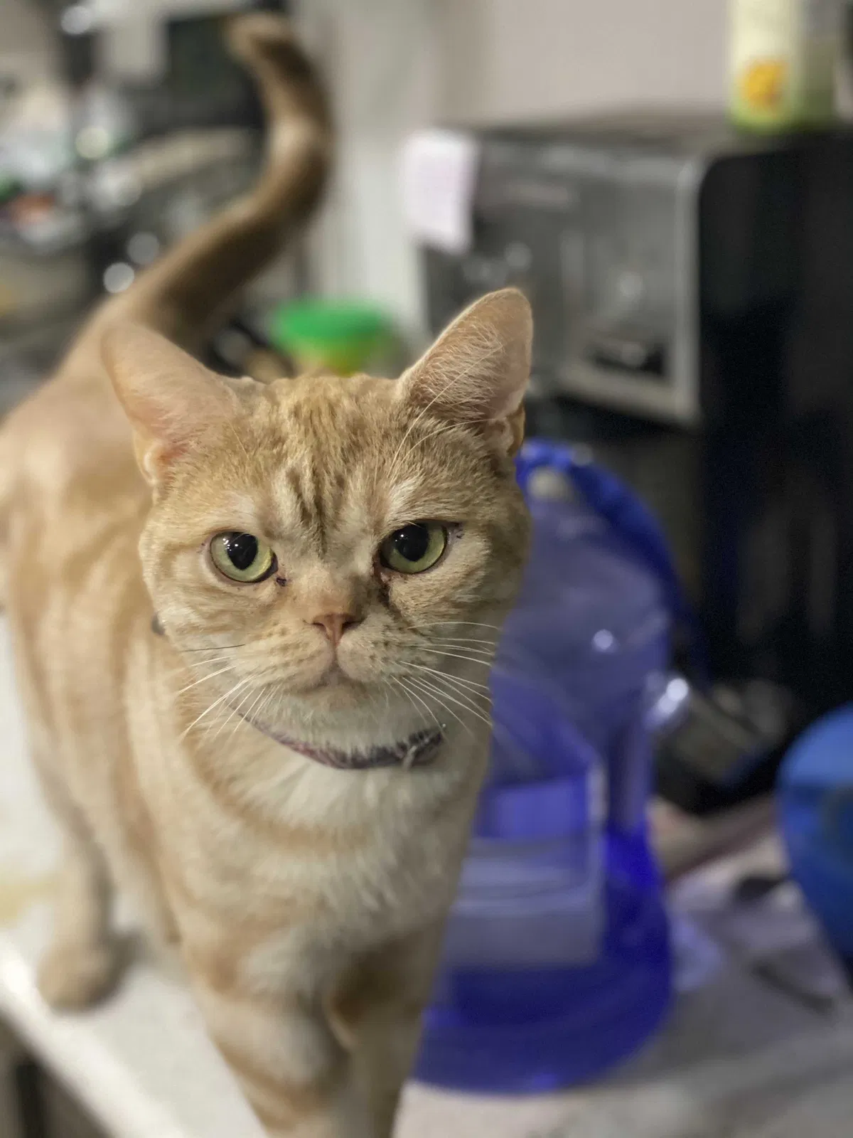 Lost cat in Scottsdale, AZ, 85262