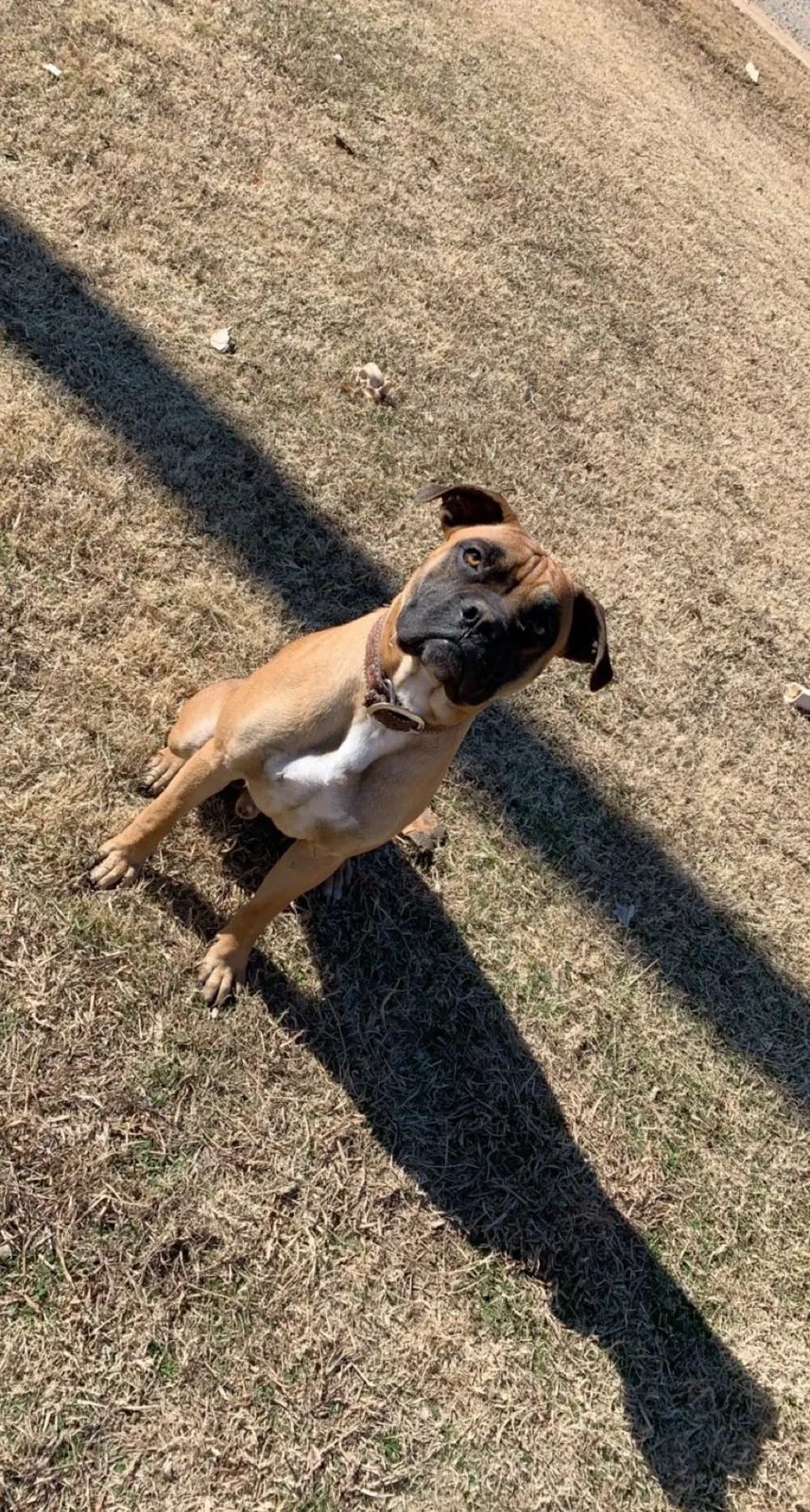 Lost dog in Stillwater, OK, 74075