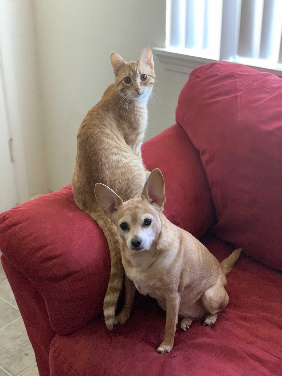 Lost dog in Sacramento, CA, 95842