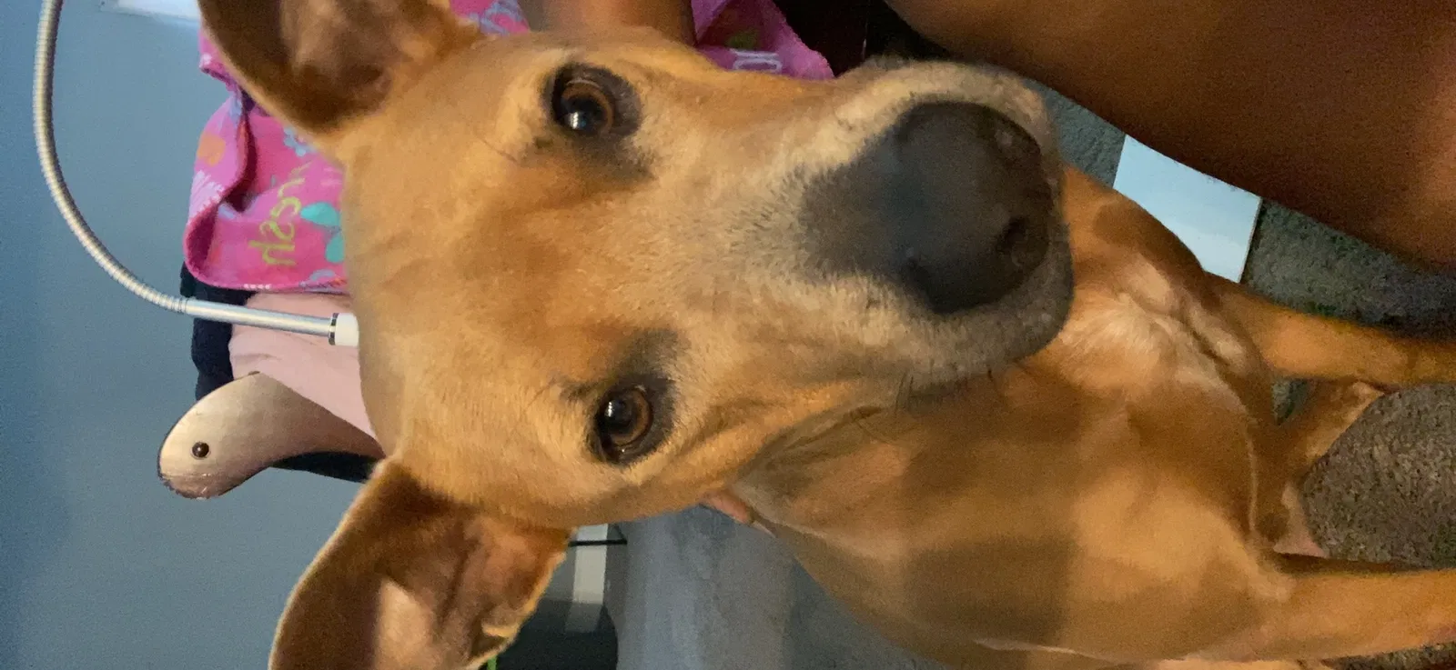 Lost dog in New Orleans, LA, 70119