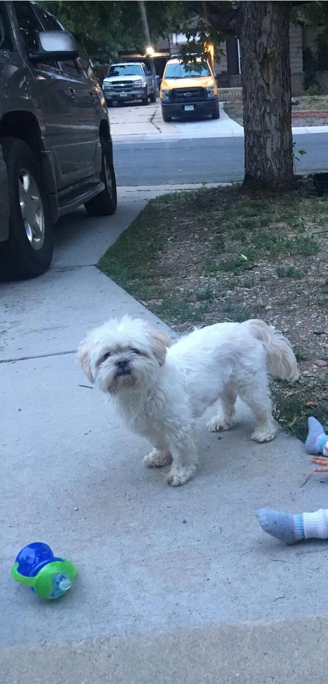 Lost dog in Denver, CO, 80211