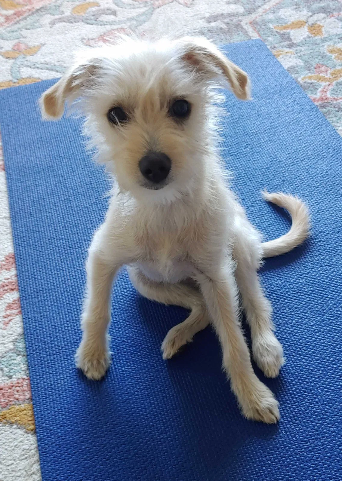 Lost dog in Wildomar, CA, 92595