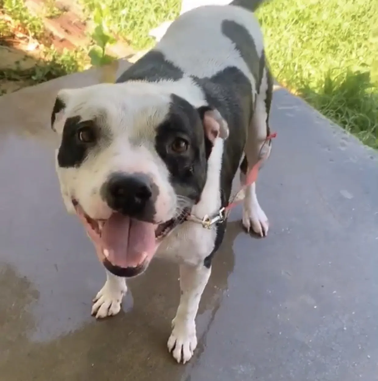 Lost dog in Kansas City, MO, 64131
