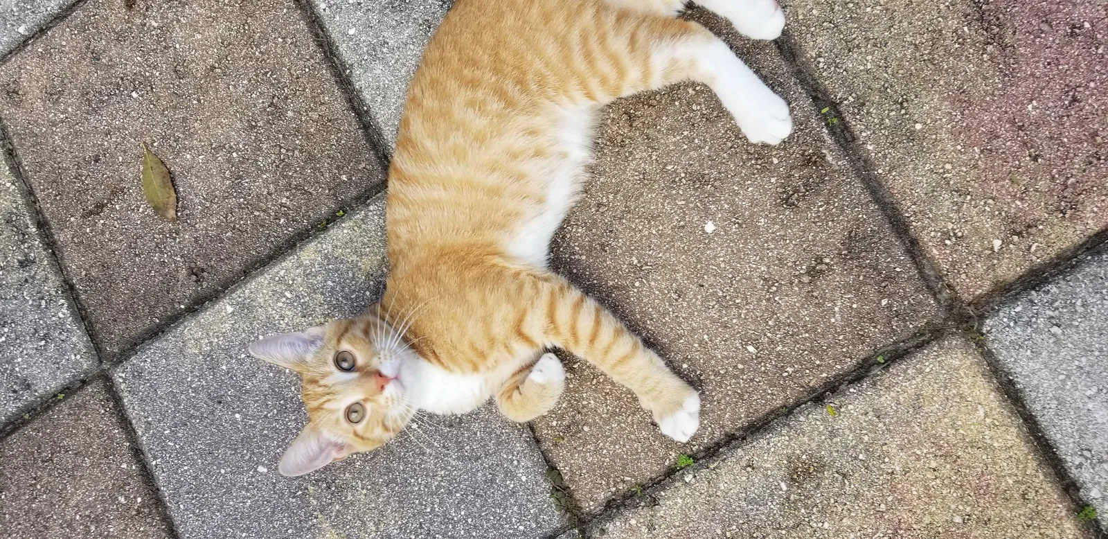 Lost cat in Clermont, FL, 34711