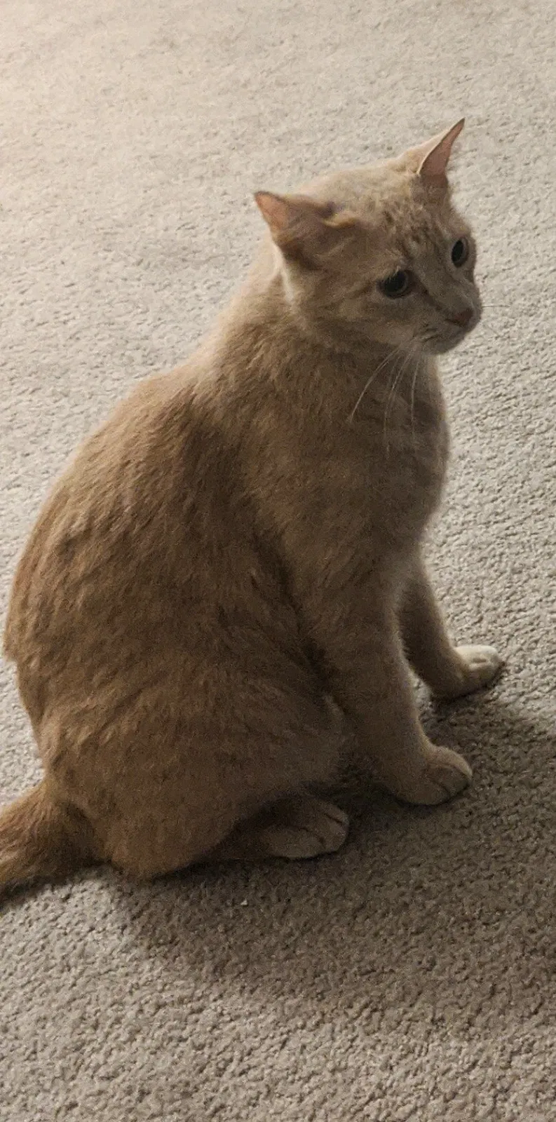 Lost cat in Largo, FL, 33771