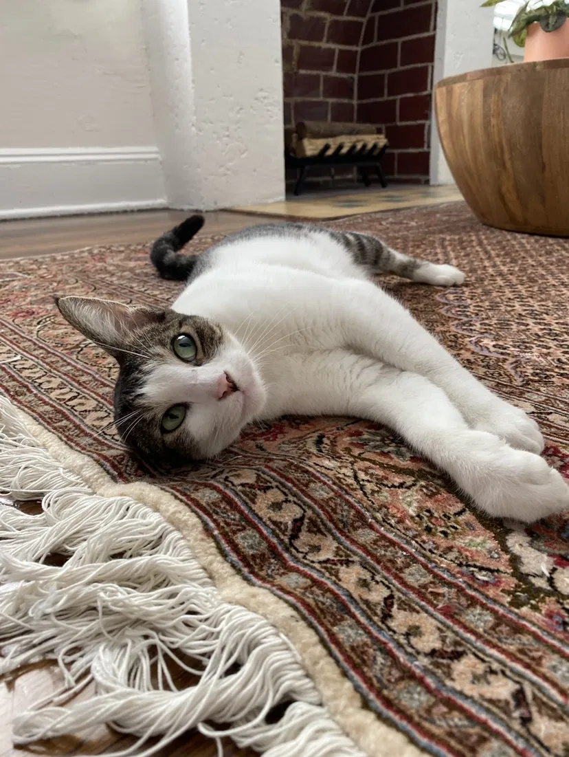 Lost cat in Miami, FL, 33145