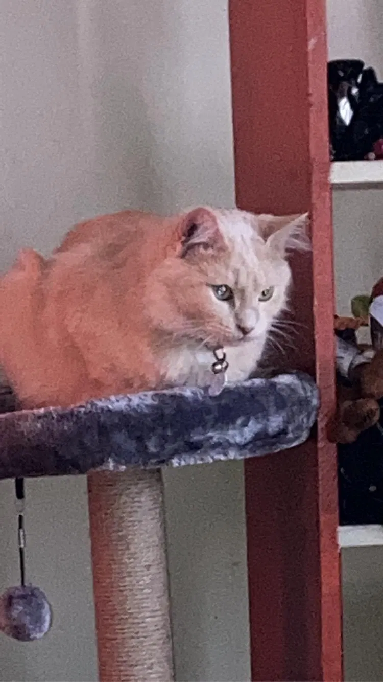 Lost cat in Avon Lake, OH, 44012