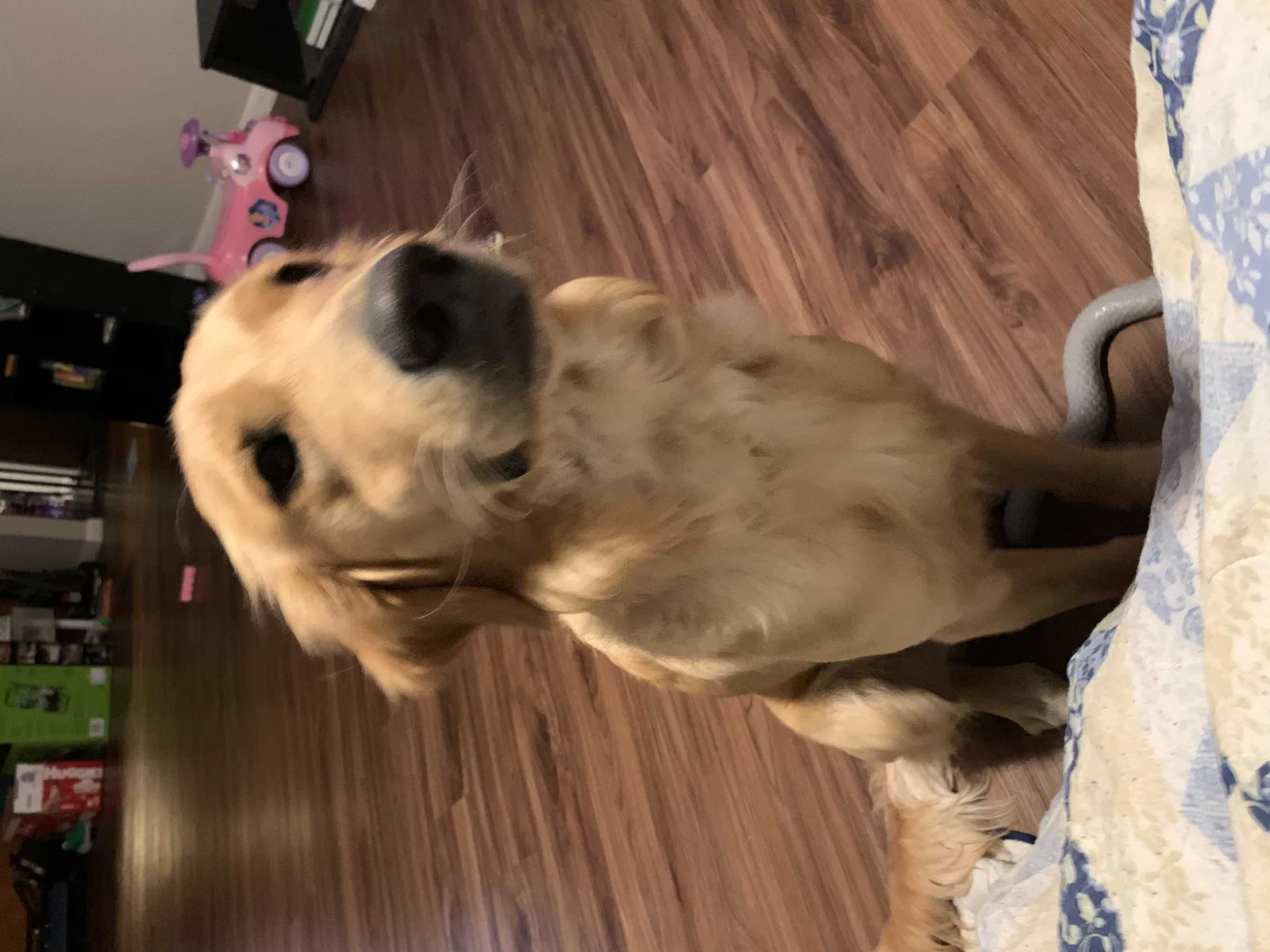 Lost dog in Fayetteville, NC, 28314