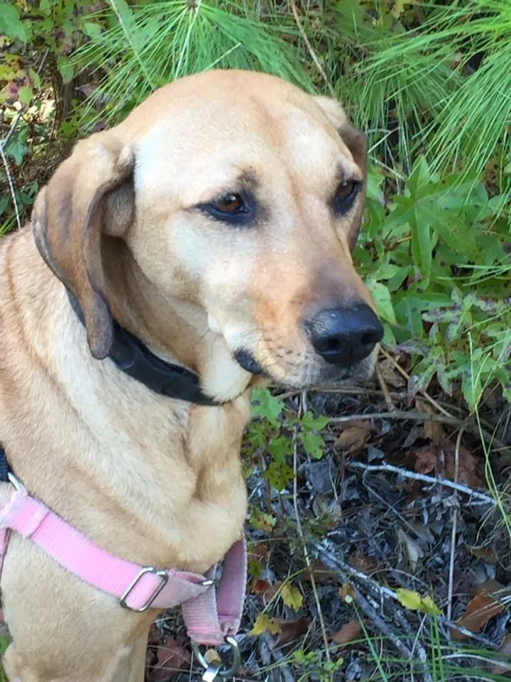 Lost dog in Charleston, SC, 29407
