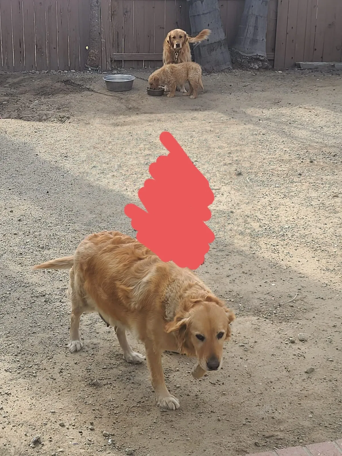 Lost dog in Fontana, CA, 92336