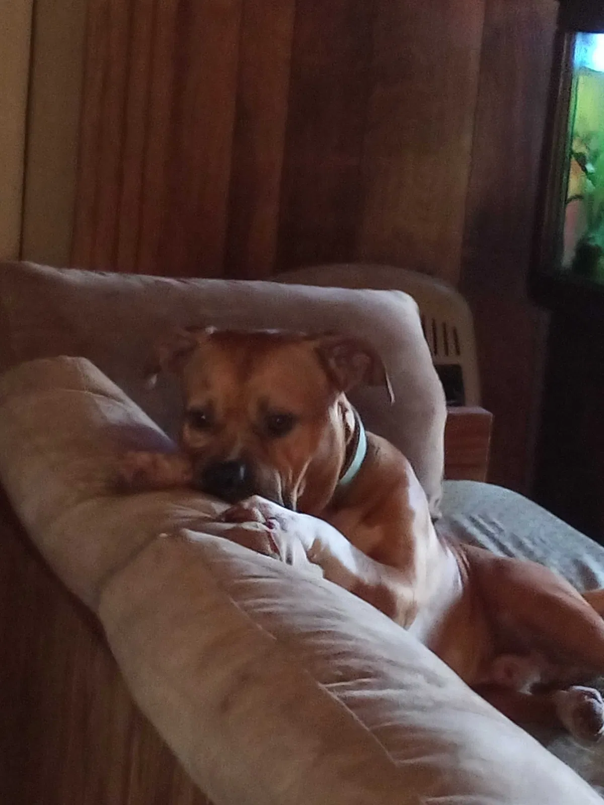 Lost dog in Anderson, SC, 29621