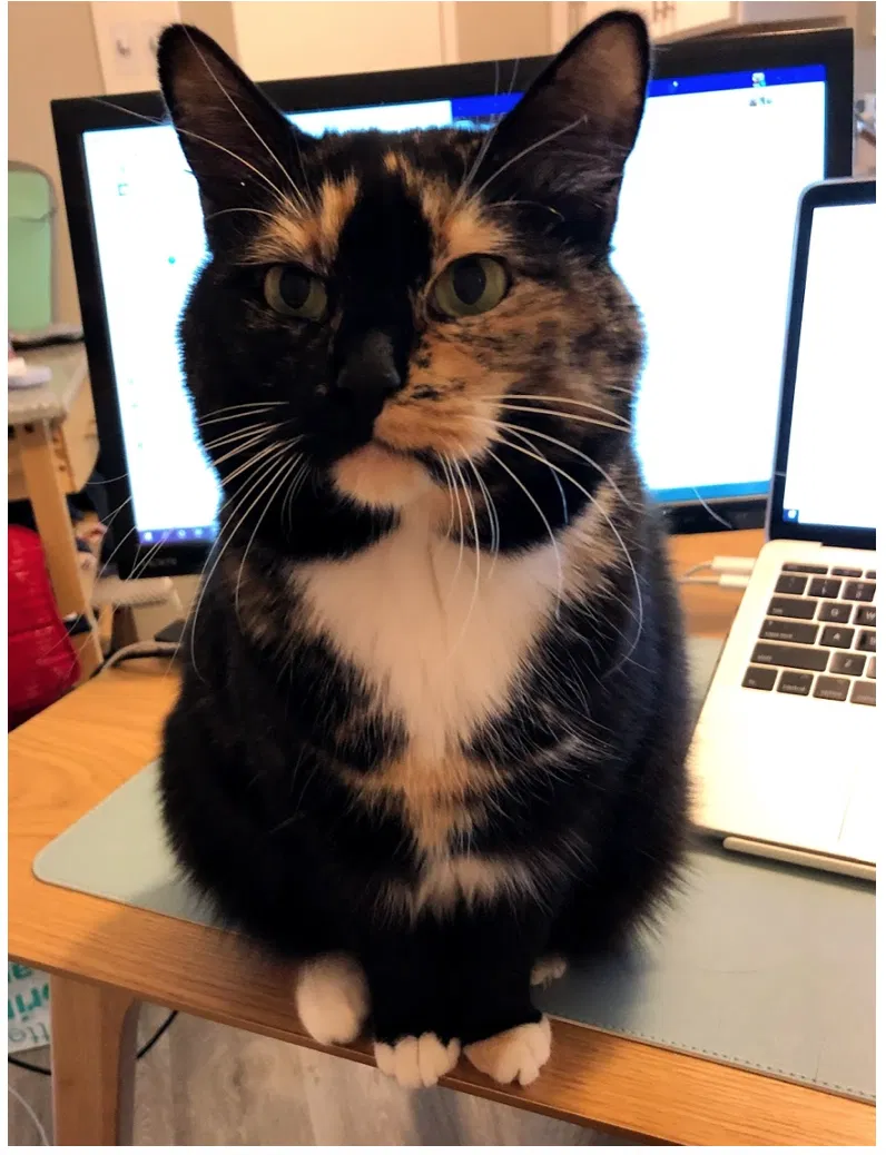 Lost cat in Atlanta, GA, 30324