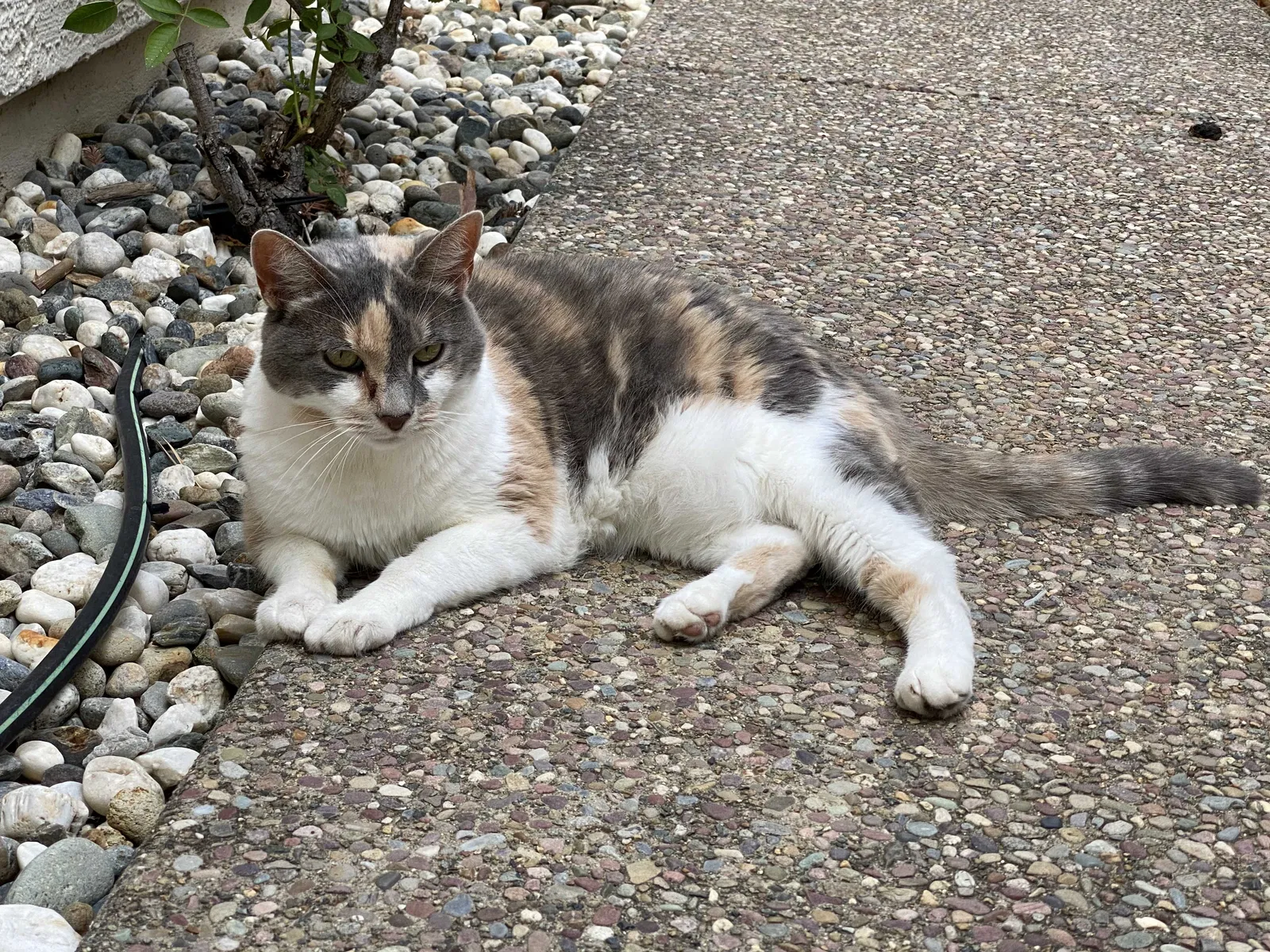Lost cat in Folsom, CA, 95630