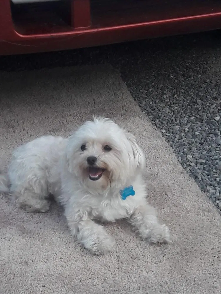 Lost dog in Detroit, MI, 48210