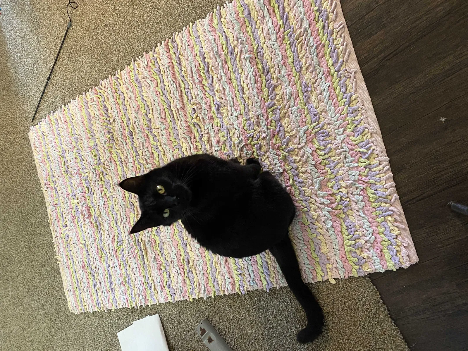 Lost cat in Universal City, TX, 78148