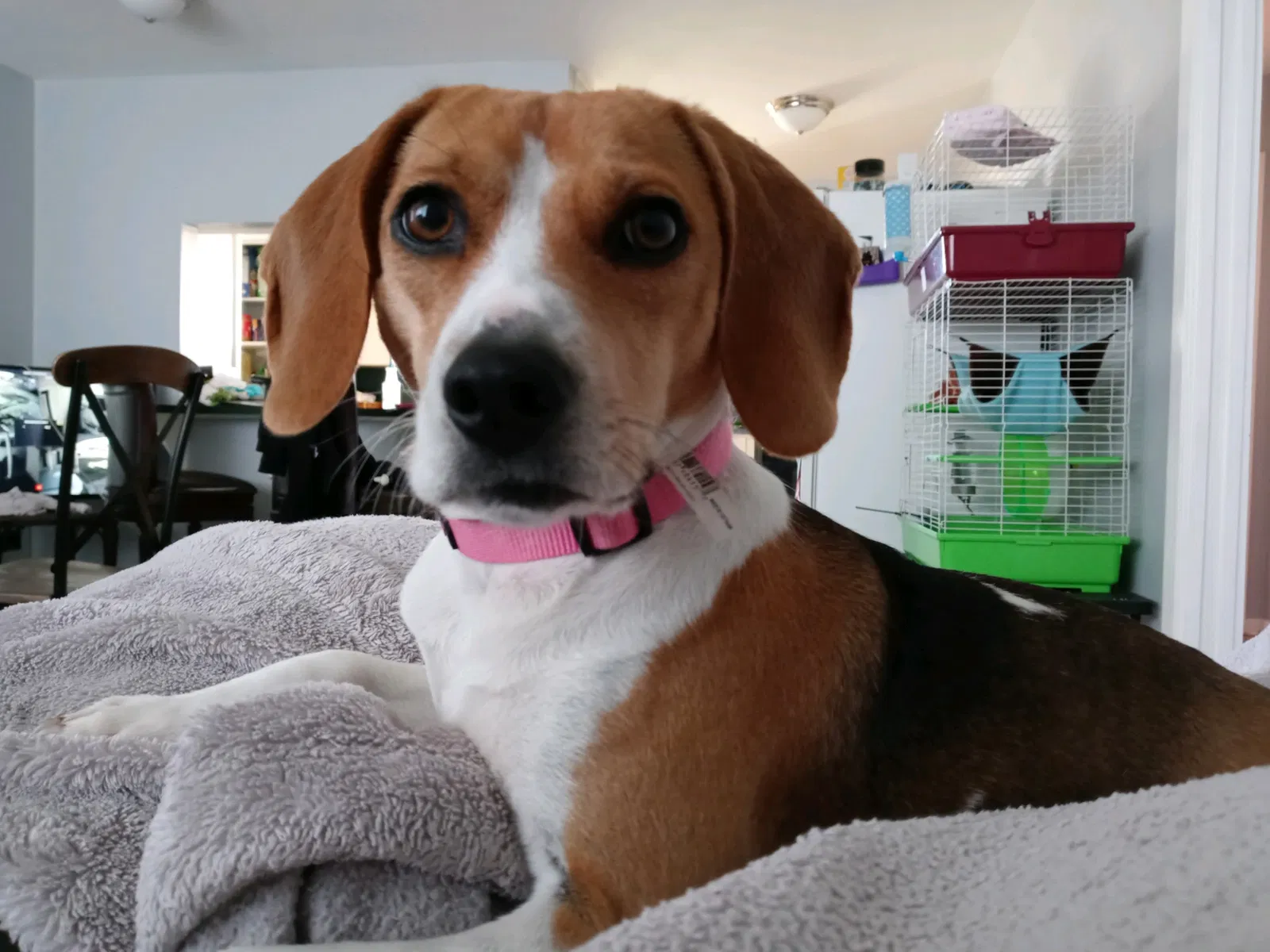 Lost dog in Nederland, TX, 77627