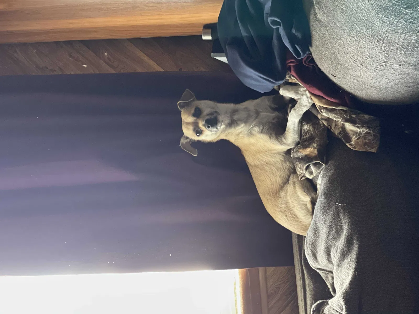 Lost dog in Commerce City, CO, 80022