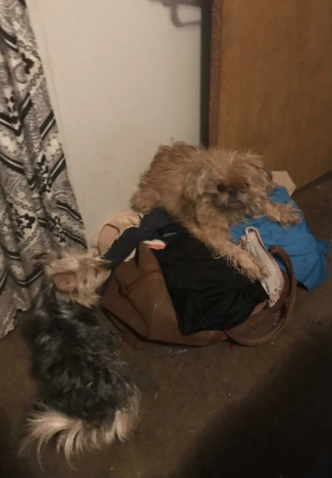 Lost dog in Bourbonnais, IL, 60914