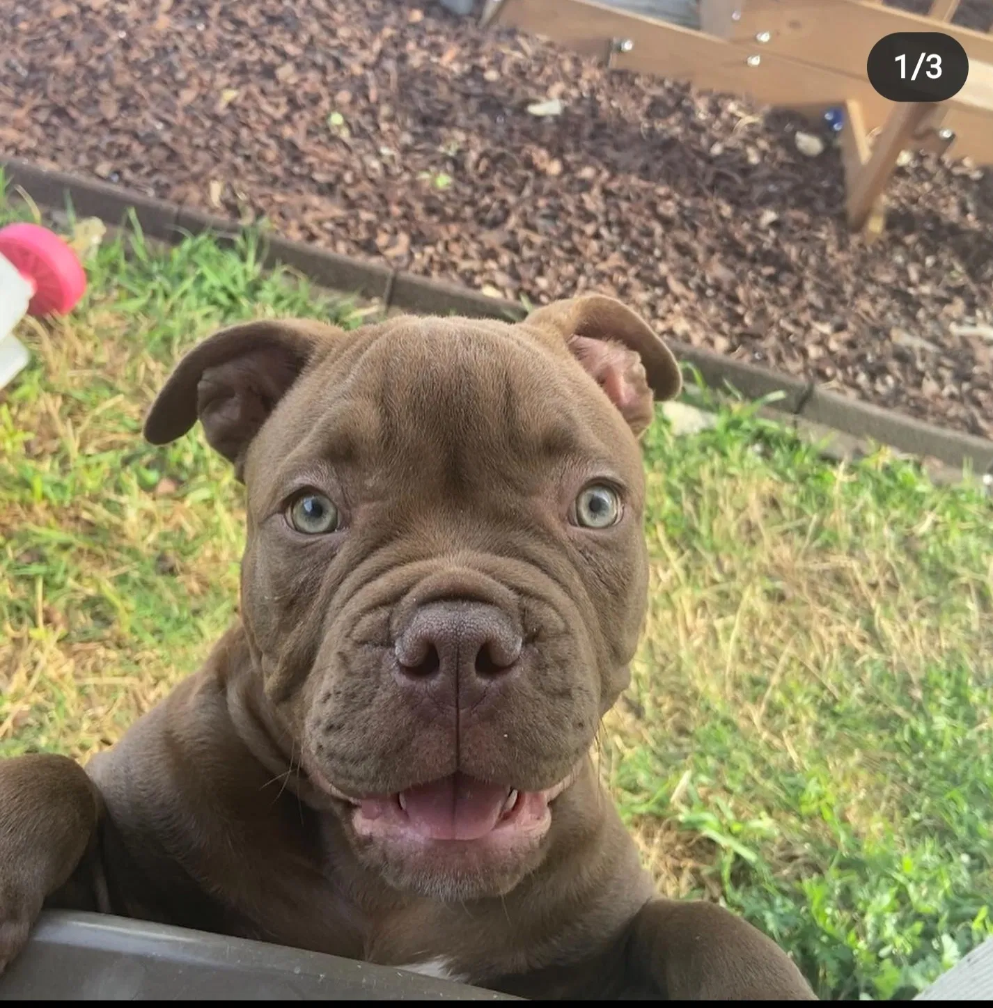 Lost dog in Baytown, TX, 77521