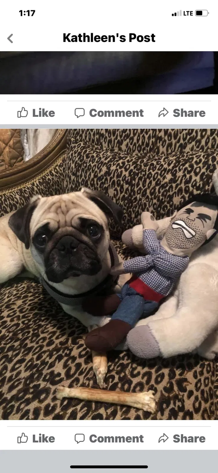 Lost dog in San Marcos, TX, 78666