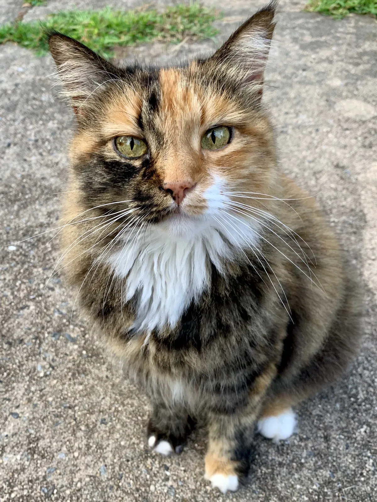 Lost cat in Charlotte, NC, 28211