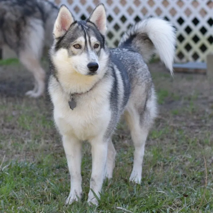 Lost dog in Magnolia, TX, 77355