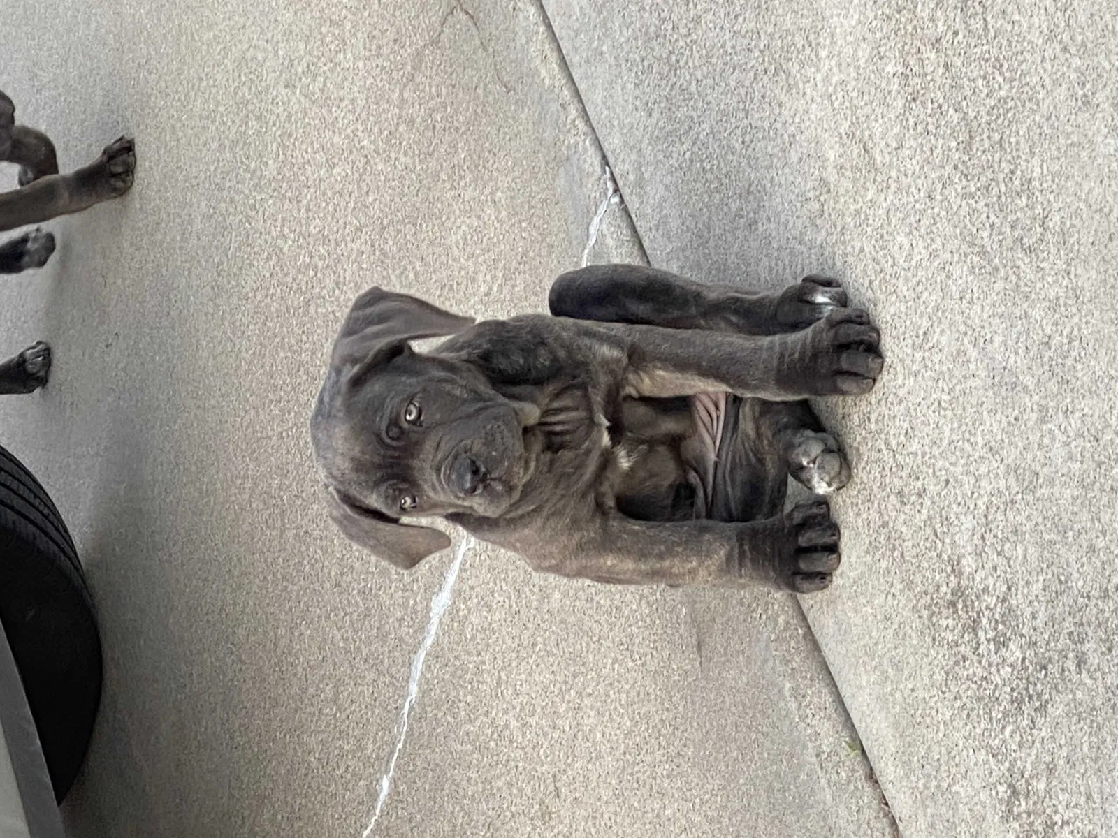 Lost dog in Manteca, CA, 95337