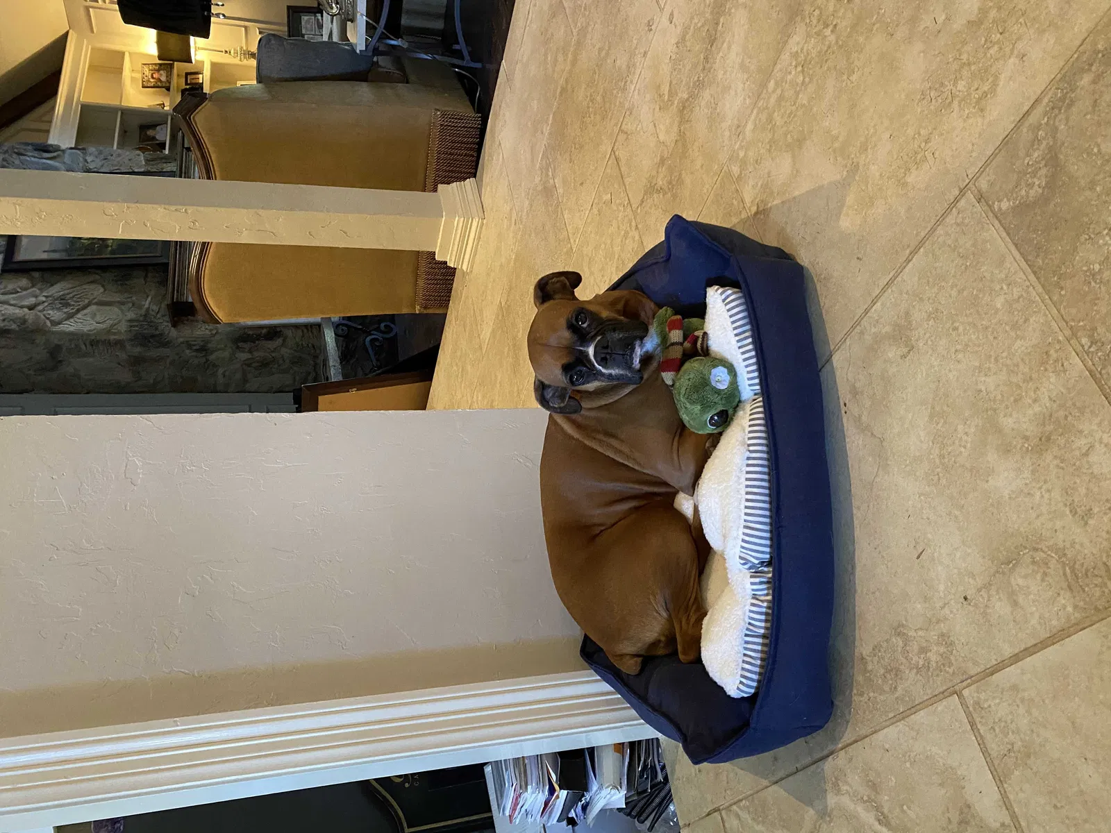 Lost dog in Plano, TX, 75093
