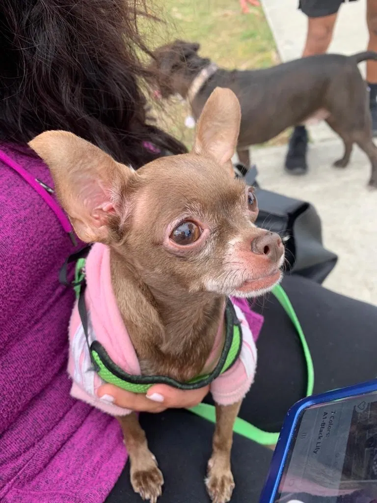 Lost dog in Miami, FL, 33144