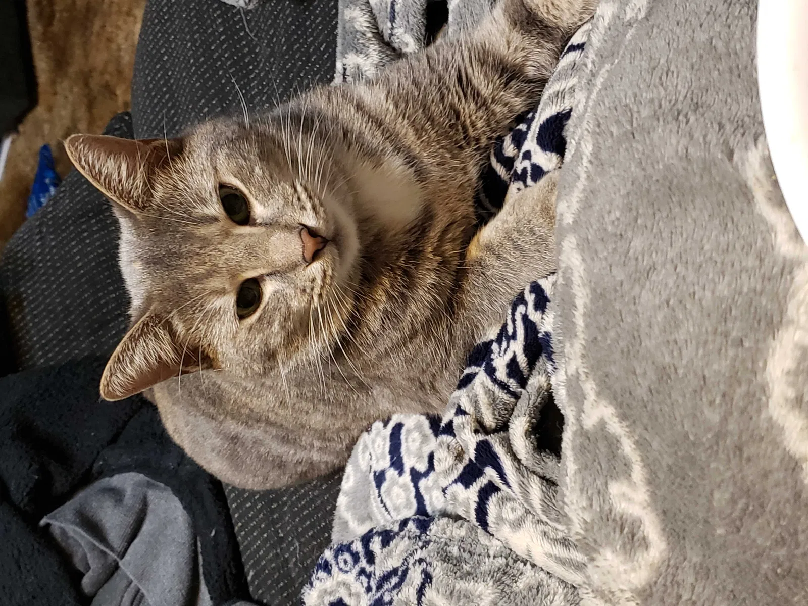 Lost cat in Boise, ID, 83703